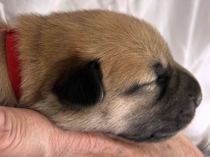 chinook puppy